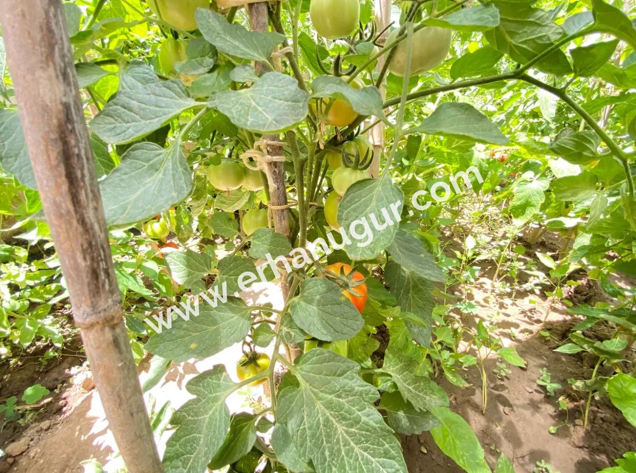 2 1 Wohnung Zum Verkauf Im Zentrum Von Ürkmez 350M Große Geräumige Struktur Zum Meer