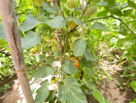 2 1 Apartment For Sale In The Center Of Ürkmez 350M Large Spacious Structure To The Sea