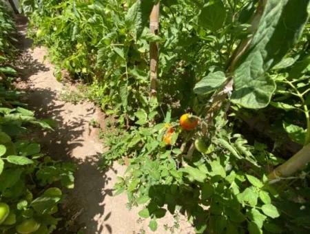 Ürkmez De Merkezde Denize 350M Geniş Ferah Yapılı Satılık 2+1 Daire